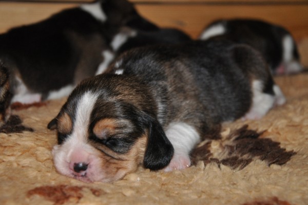 už se umíme plazit