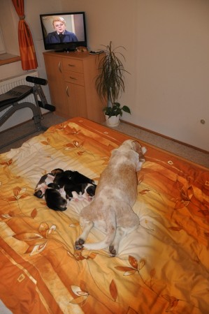 siesta po návštěvě