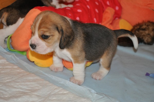 kliknutím zavřete okno