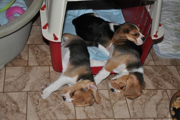 náročné čekání na Ježíška