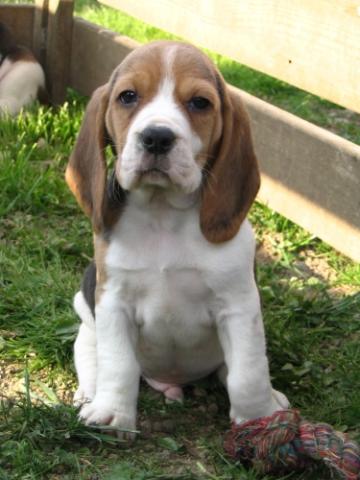 Ambřičky štěňátka