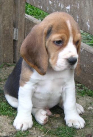 Ambřičky štěňátka